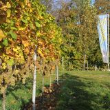 Weingut Joebstl 04