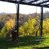 Weingut Joebstl 05