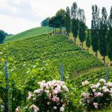 Weingut Joebstl 06